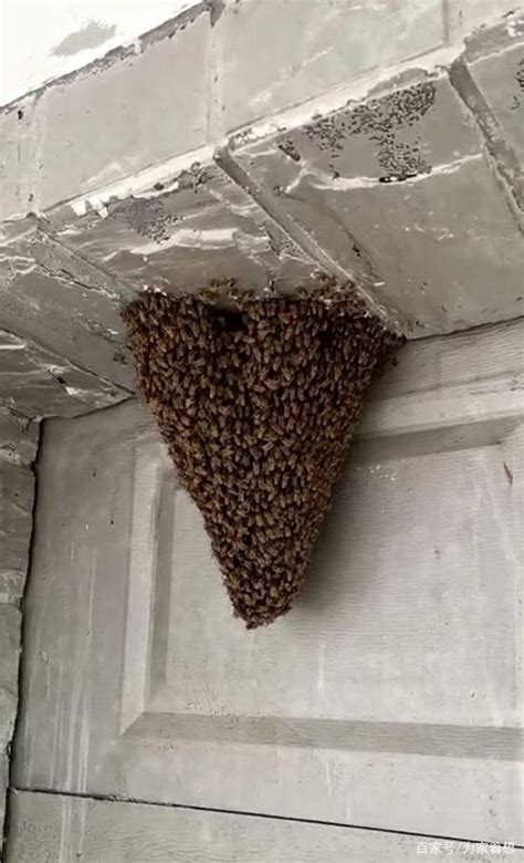 蜜蜂来家里筑巢是好事吗 璞真中醫圓針費用